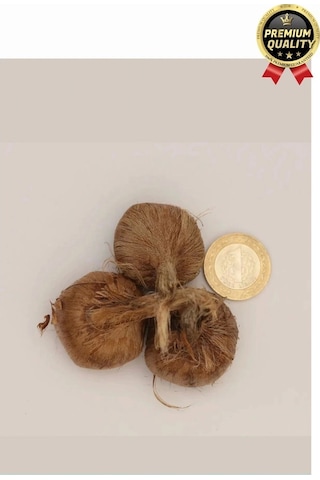 Özel Yerli Üretim Dikime Hazır Büyük Boy 1. Kalite Efsane Safranbolu Safran Soğanı Bitkisi - 1 Adet