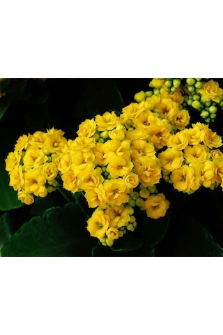 Kalanşo Çiçeği Kalanchoe 5 Adet Sarı