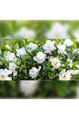 Gardenya 50-80 Cm 2-3 Yaş Yoğun Kokulu