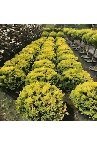 Limon Selvi Tek Top 50 Cm