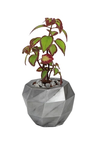 Çiçek Saksısı Dekoratif Kaktüs Saksı 1 Adet Dönen Poly Model - Gümüş Eskitme