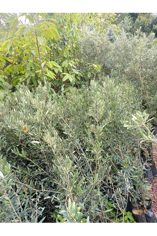 Yeşil Deniz Fidancılık Gemlik Trilye Zeytin Fidanı 80-120 Cm