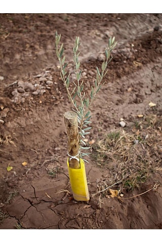 Videolu Gemlik Zeytin Fidanı Fidesi 80-190 Cm Tüplü Aşılı Güller Olive Tree Sapling