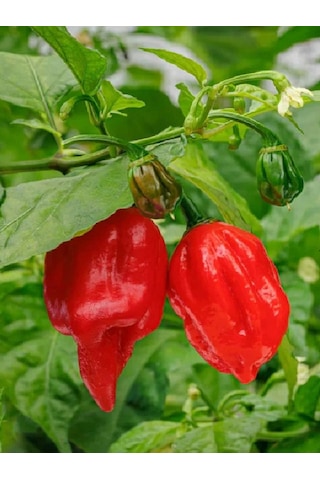 Carolina Reaper Pepper / 2,5 Milyon Scoville - Gerçek Taze Acı Biber
