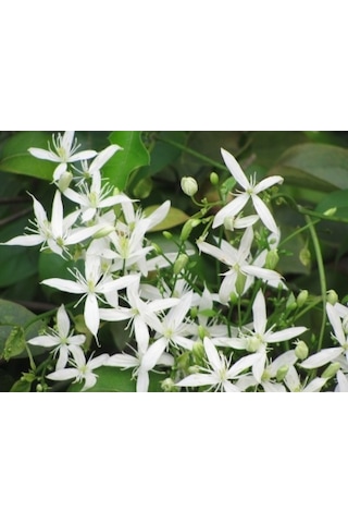 10+ Adet Clematis Çiçeği Tohumu Muhteşem Kokulu