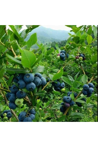 Mavi Yaban Mersini Meyve Fidanı 50-60cm 2 Adet
