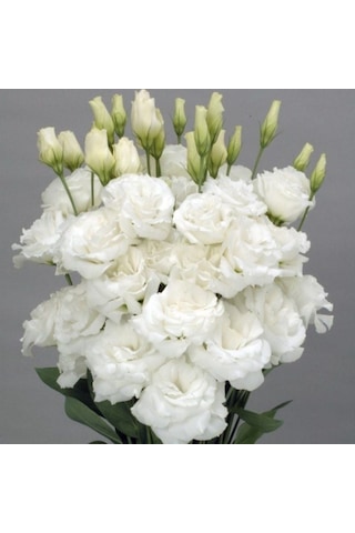 Katmerli Allamonde S.white Lisianthus Çiçeği Fidesi 3 Adet