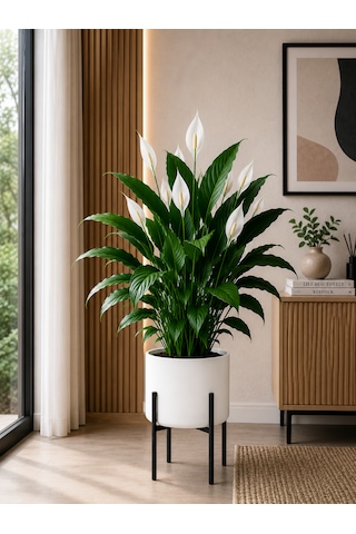 Bitkidunyam Metal Ayaklı Saksı, Silindirik, Modern Tasarım, 40x21 Cm No:10 Beyaz
