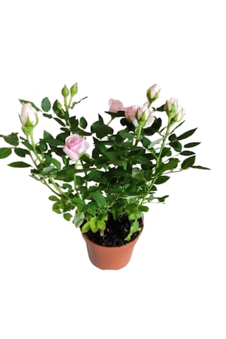 2 Adet Saksıda Bodur Gül Çiçeği Açık Pembe Renk