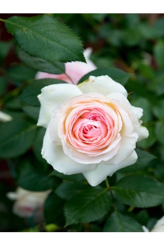 Avantajlı Kokulu Pembe Gül Yediveren 1 Adet Saksılı 50-70cm Aşılı Gül Pink Rose