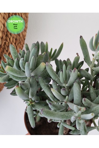 Cotyledon Orbiculata Sukulent 1 Adet