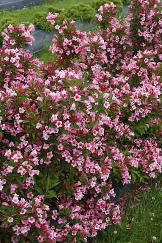 Pembe Erguvan Fidanı - 40-50 Cm, Renkli Bahçe Ağaç Fidanı
