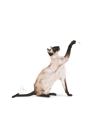 Royal Canin Siamese 38 Yetişkin Kedi Maması 2 KG