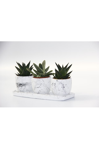 Trio Beyaz Sukulent Seti - Haworthia. Gasteria Obliqua