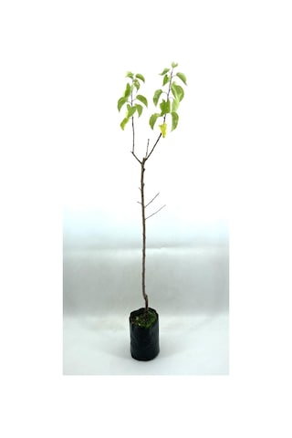 Kayısı Şekerpare Fidanı 2 Yaş 70-80 Cm