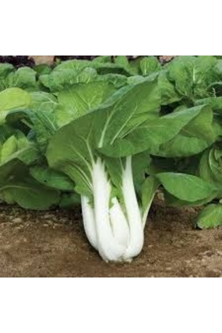 Nadir İthal Çin Lahanası Baby Pak Choi Tohumu Lahana Tohumu