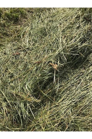 Çayır Otu Taze Yeşil ve Kuru Kemirgen Otu 1 KG