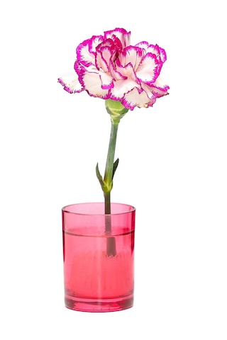 Flora Design-minimal Kırmızı Cam Vazo Kırmızı