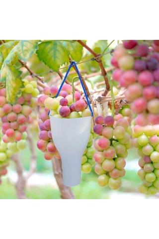 Suntek Üzüm Meyve Islatma Kupası Yetiştirme Bakımı S