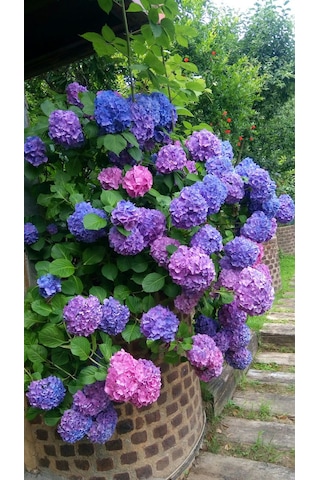 4 Adet Renk Değiştiren Gösterişli Ortanca Çiçeği Fidanı