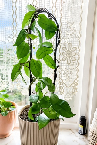 1 Adet Metal Ömürlük Elips 9x48 Bitki Gövde Destek Sabitleme Dikey Büyüme İçin Pratik & Bitki Tutucu
