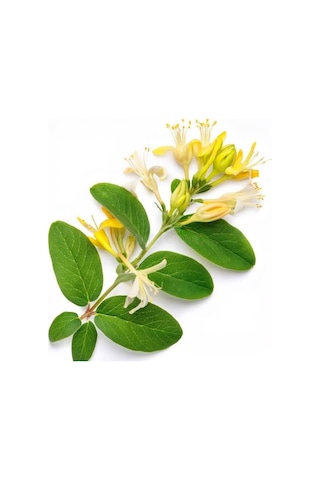 Hanımeli Lonicera Periclymenum Fidanı 15-25 Cm