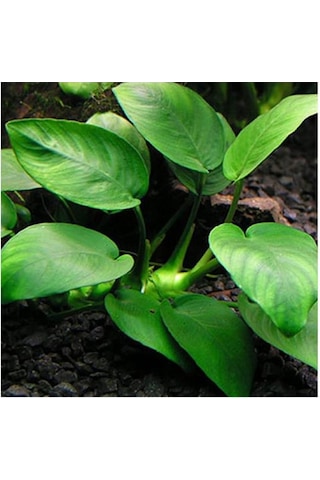 Anubias Barteri Var. Nana 1 Ad L233