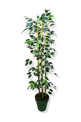 Cihan Çiçekçilik Yapay Yapraklı Fıcus 3 Bambu'lu 110 Cm Beyaz- Yeşil