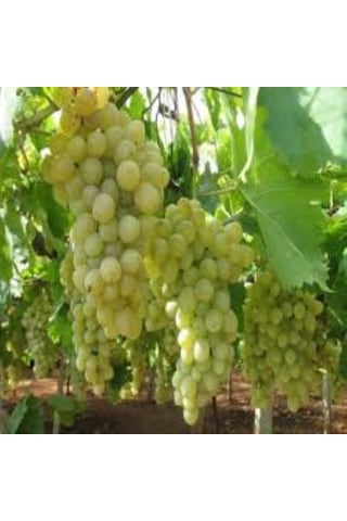 Bahçevilya Hatun Parmağı Üzümü Sarı Renkli Tüplü 1-2 Yaş Arası