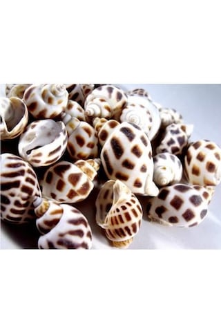 %100 NATUREL DOĞAL GERÇEK DENİZ KABUĞU 500 Gram -MMM4764