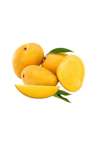 Aşılı Alphonso Mango Fidanı - 2 Yaş - Tüplü 60-70 Cm - Saksıda Yetişmeye Uygun Dünyanın En Tatlı Mangosu