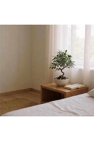 Bitkitürk-ithal Carmoni Bonsai Ofis Salon İç Mekan