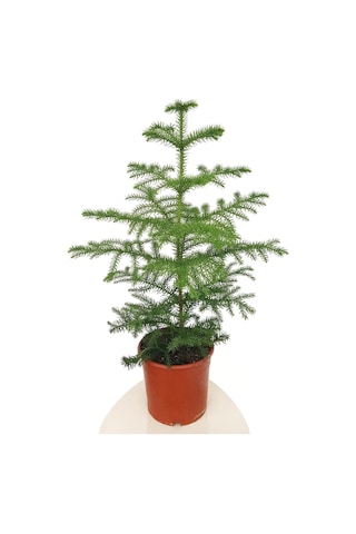 Gerçek Yılbaşı Ağacı Arokarya Araucaria 60-70 Cm Ev Bitkisi Ofis Bitkisi Salon Çamı
