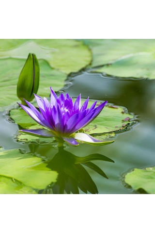 4 Adet Karışık Renklerde Lotus Nilüfer Çiçeği Tohumu