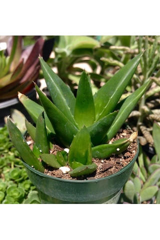 Haworthia Pentagona 5 Adet