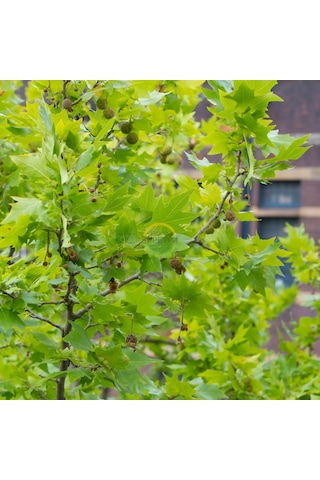 Londra Çınarı Fidanı Platanus Acerifolia