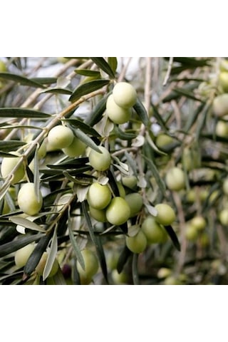 Tüplü 5 Yaş Gemlik Zeytin Fidanı
