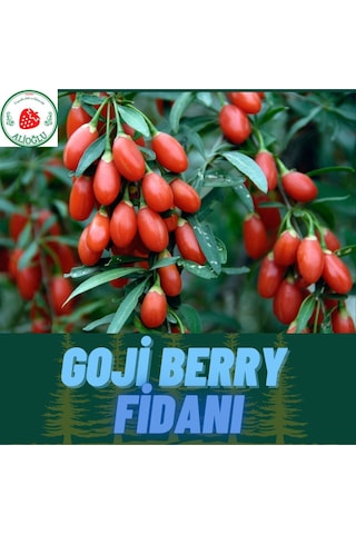 4 Adet Tüplü Nadir Çeşit Goji Berry Kurt Üzümü