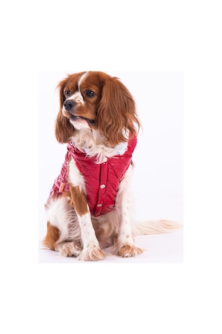 Pawstar Kırmızı Light Wave Anorak Yelek Köpek Yeleği