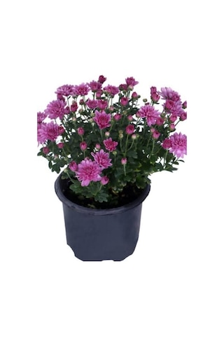 Pembe Renk Kasımpatı Krizantem Chrysanthemum Çiçeği 10-20 Cm