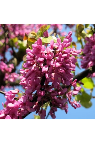 Tüplü Kokulu Erguvan Ağacı cercis Siliquastrum Fidanı