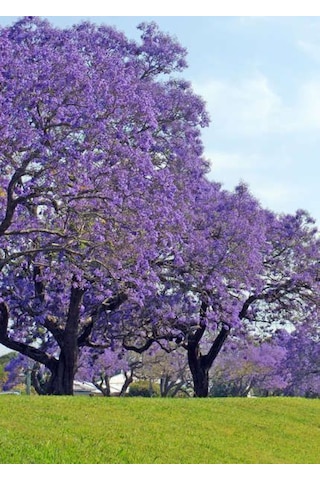 Paulownia Çin Kavağı Fidanı 15-20 Cm Saksılı