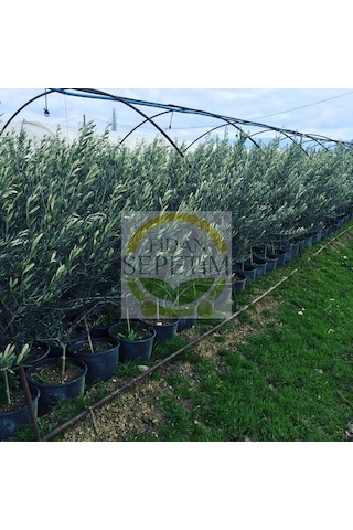 4 Yaş Gemlik Trilye Sofralık Zeytin Fidanı