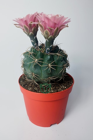 Gymnocalycium Baldianum - Çiçek Açan Nadir Kaktüs - Kolay Bakım -