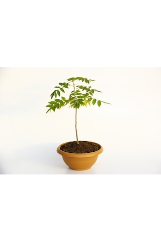 Bonsai Mor Salkım Fidanı