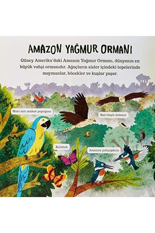 Çevremizdeki Dünya - Orman
