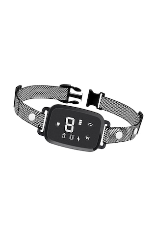 Homyl İç Mekan Oturma Odasında Çalıştırmak Için Köpek