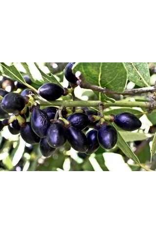 Defne Ağacı Tohumu 60 Adet - Laurus Nobilis