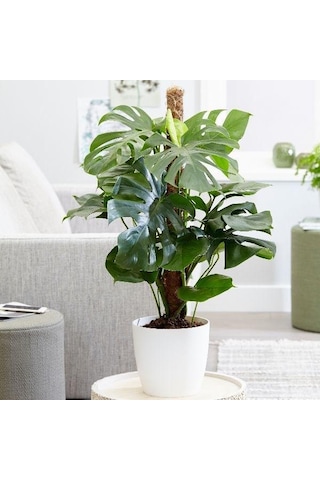 Deve Tabanı Monstera 2 Adet -  Ev Ofis Bitkisi 5125