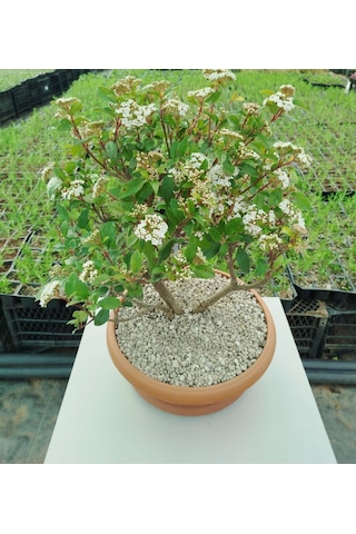 Bonsai Tinus Kartopu - Çiçek Açan Bonsai 7 Yaşında